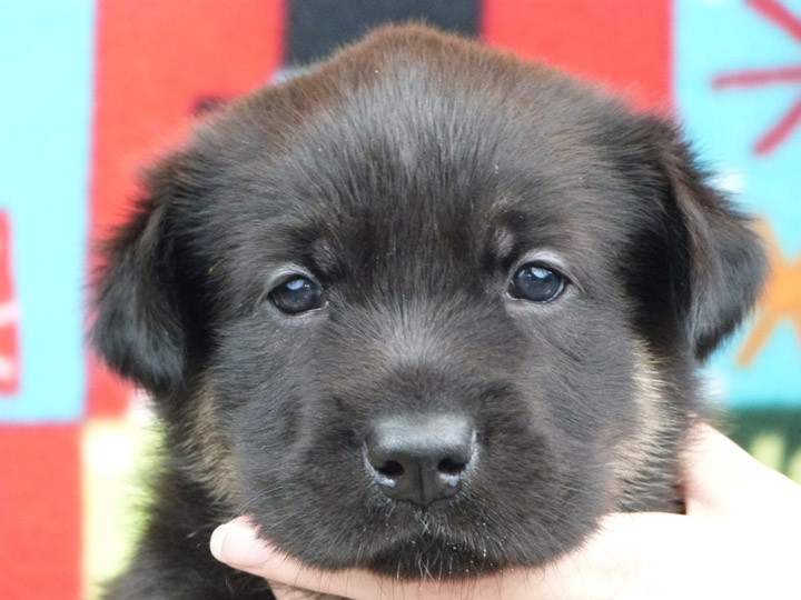 chinook puppy